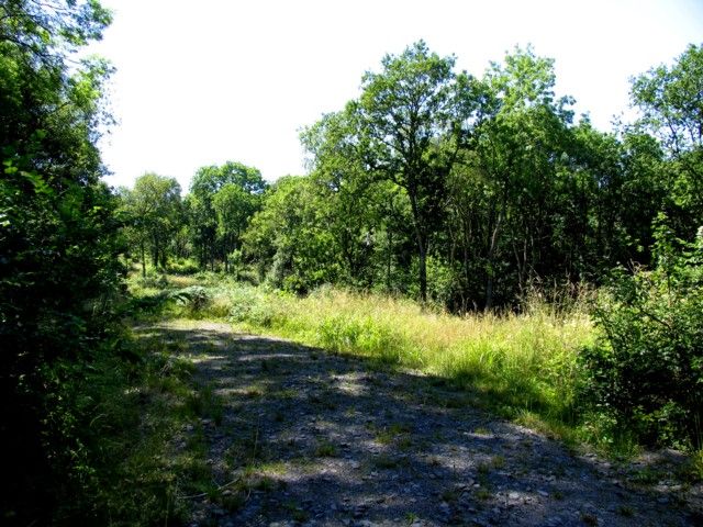 File:Owston Woods - geograph.org.uk - 205533.jpg