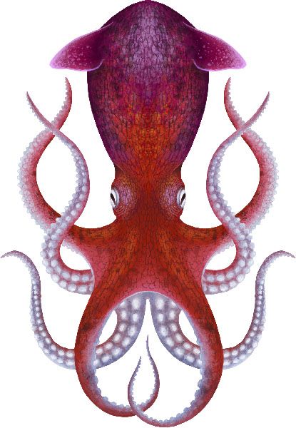 File:Palaeoctopus.jpg