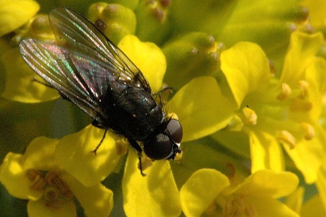 File:Phorbia fumigata.jpg