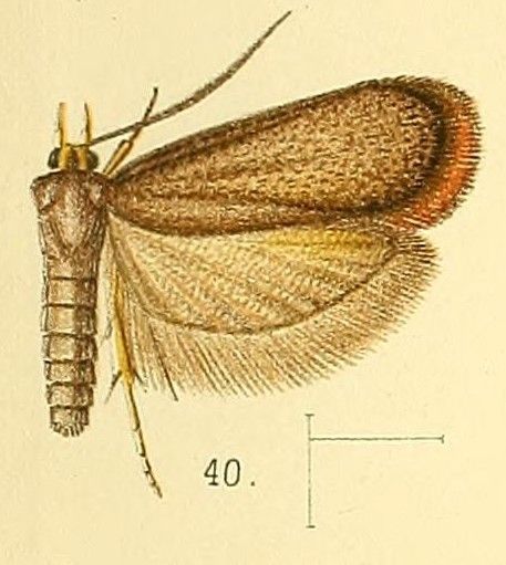 File:Pl.5-fig.40-Lecithocera flavipalpis Walsingham, 1891.jpg