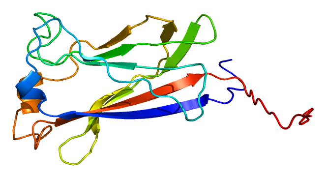 File:Protein SPOP PDB 2cr2.png