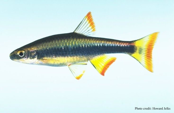 File:Pteronotropis signipinnis.jpg