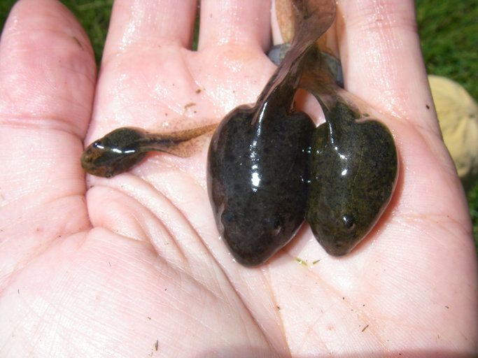 File:Rana draytonii tadpoles.jpeg