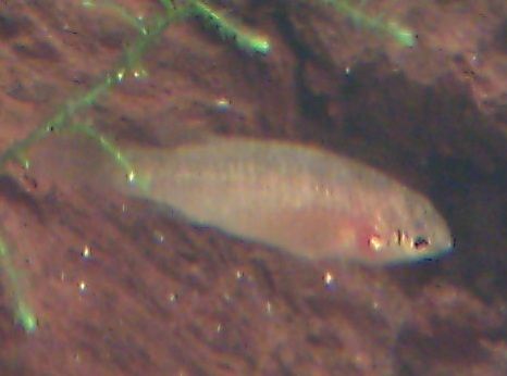 File:Scarlet badis female.jpg