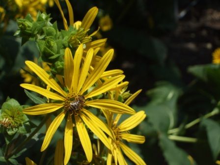 File:Silphium integrifolium compressed.JPG