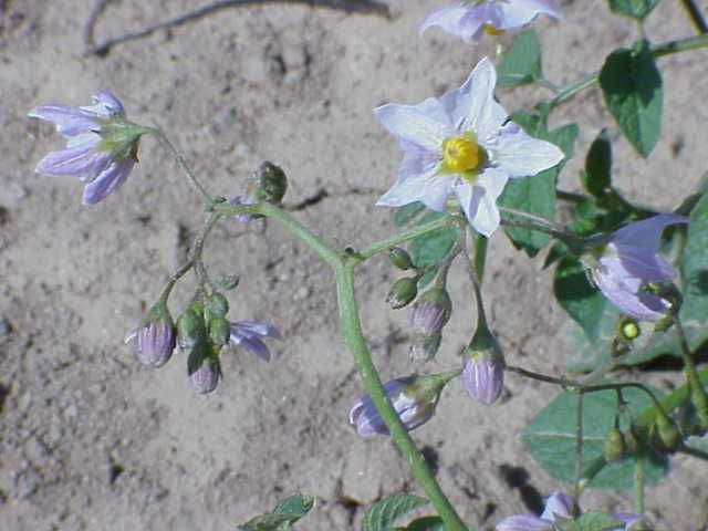 File:Solanum gourlayi1.jpg