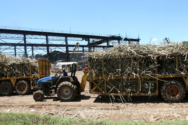 File:Sugarcane in Migori.jpg