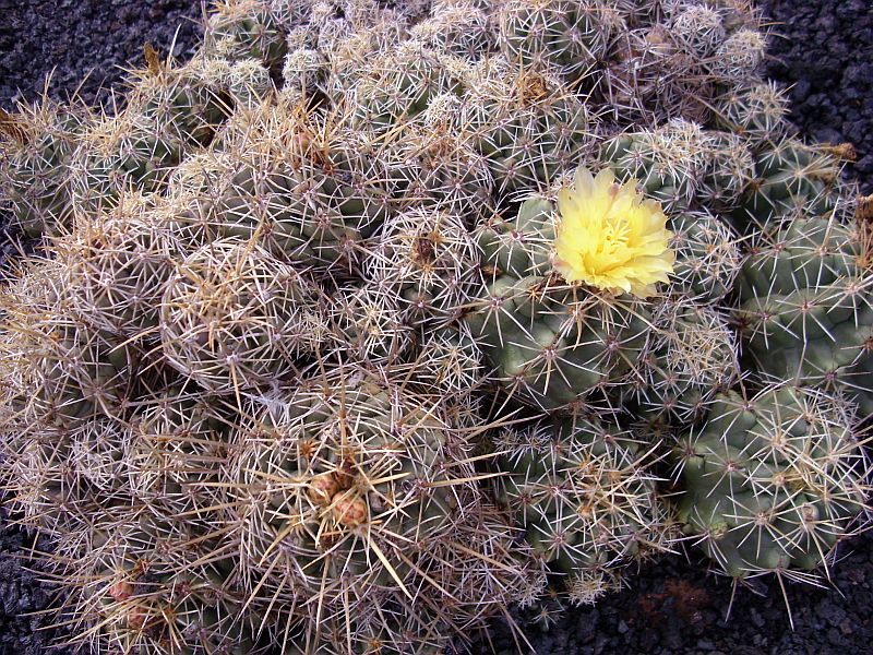 File:Thelocactus leucacanthus.jpg