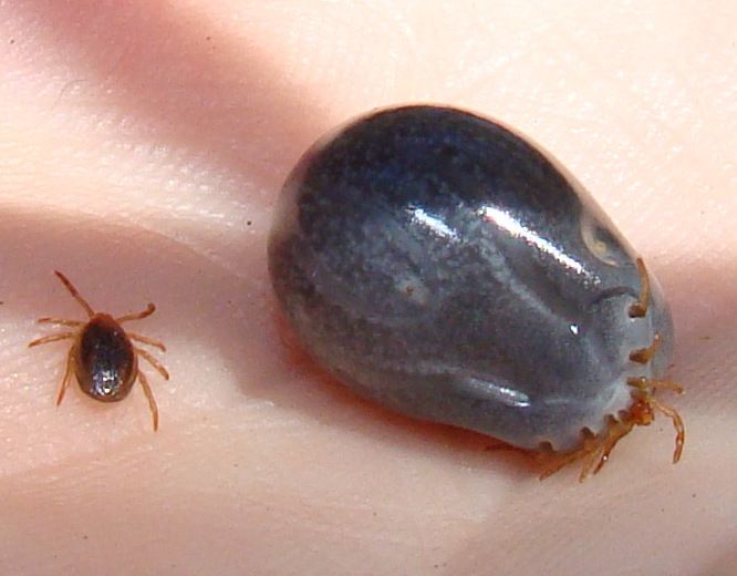 File:Tick before and after feeding.jpg