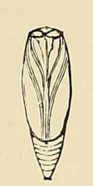 File:Vitula edmandsii pupa.JPG