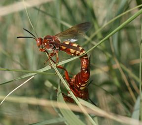 File:Western CKs mating.jpg