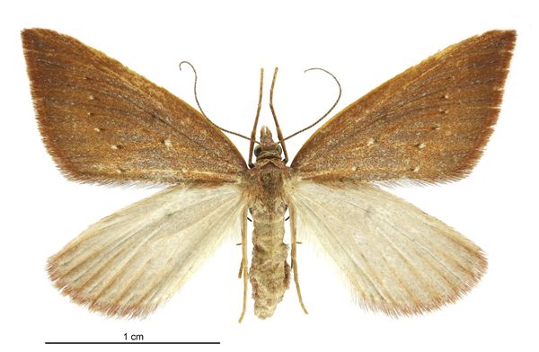 File:Xanthorhoe occulta female.jpg