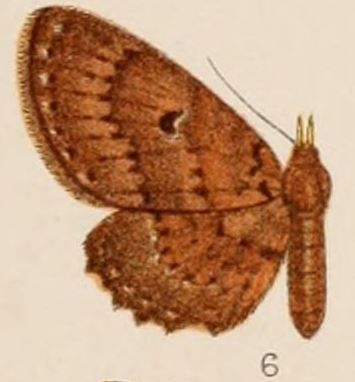 File:06-Phibalapteryx rufipalpis=Collix rufipalpis (Hampson 1907).JPG