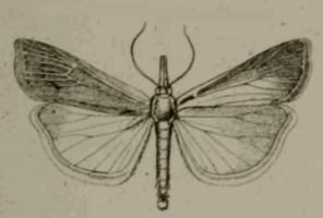 File:Agriphila tersellus.JPG