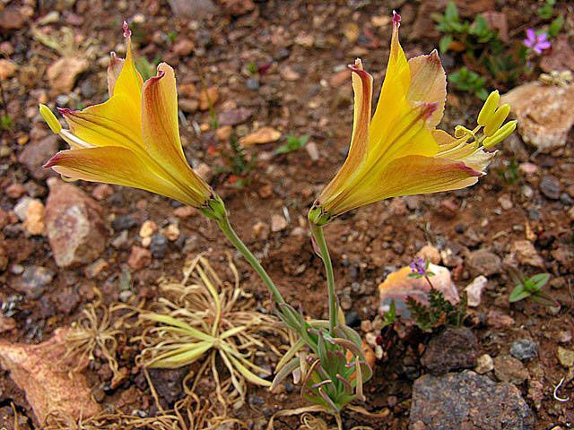 File:Alstroemeria kingii (8383813801).jpg