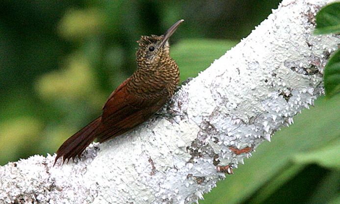 File:Amazonian Barred-woodcreeper (Dendrocolaptes certhia).jpg