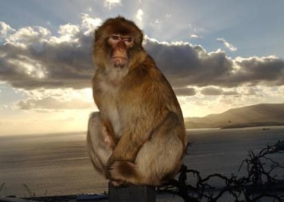 File:Barbary Macaque sunset.jpg