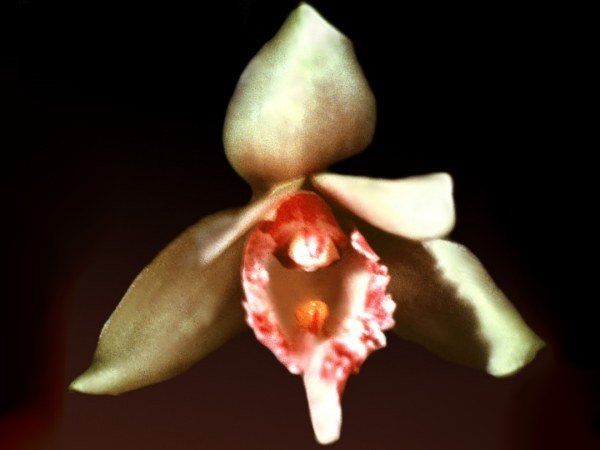 File:Bifrenaria clavigera.jpg