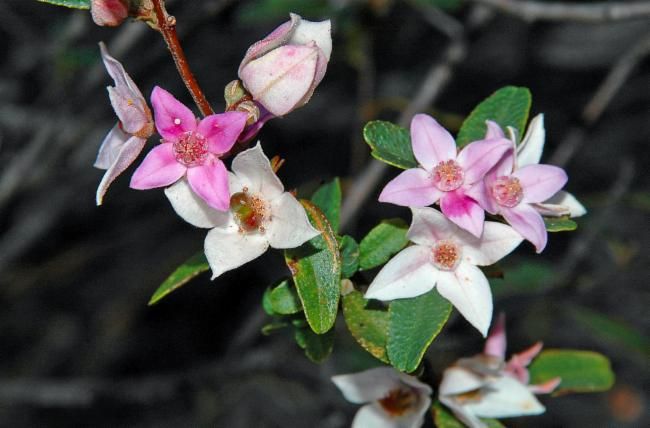 File:Boronia grimshawii.jpg