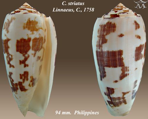 File:Conus striatus 1.jpg