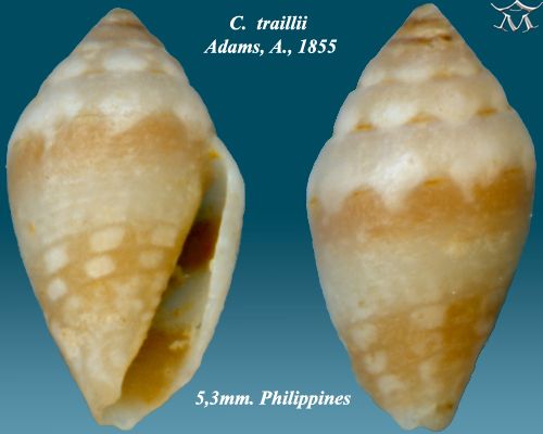 File:Conus traillii 1.jpg