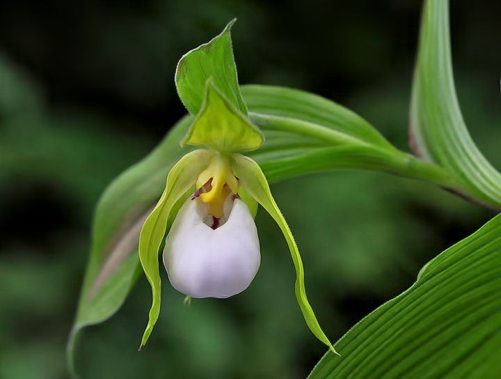 File:Cypripedium - cordigerum.jpg