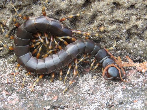 File:Galapagos centipede.jpg