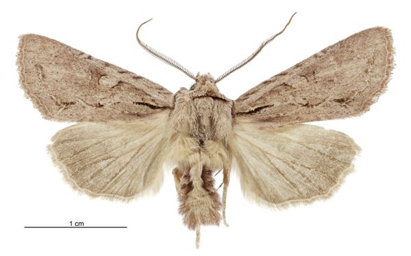 File:Graphania averilla male.jpg