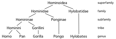 File:Hominoid taxonomy 6.png