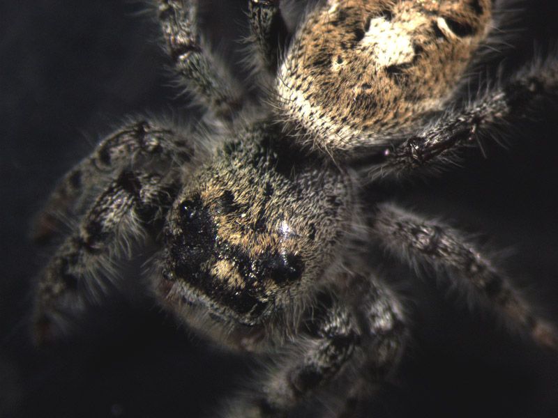 File:Jumping spider1.jpg