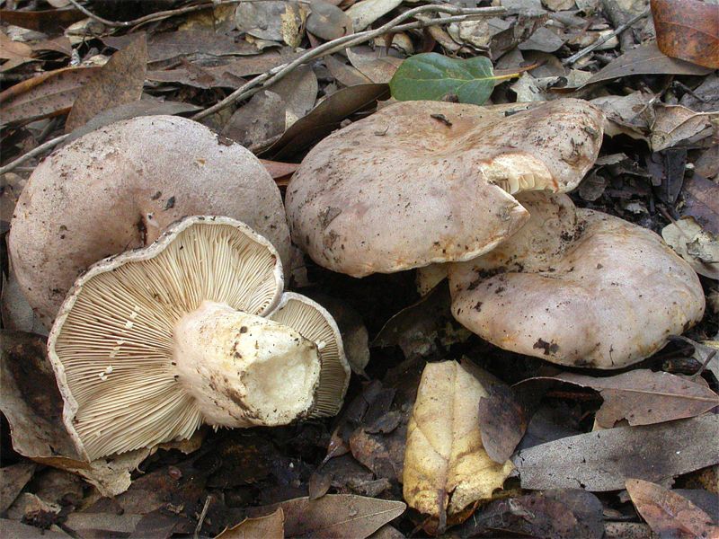 File:Lactarius argillaceifolius var. megacarpus 34450.jpg