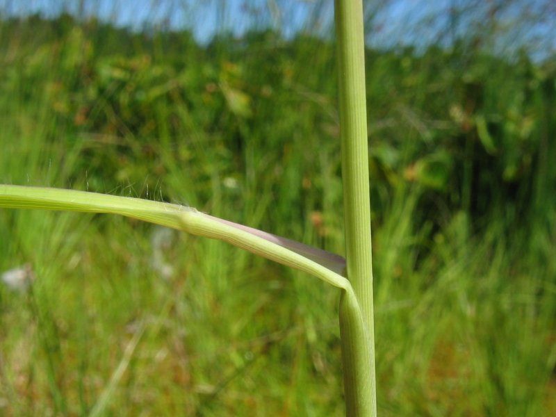 File:Molinia caerulea blatt.jpeg