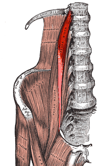 File:Musculus psoas minor.png