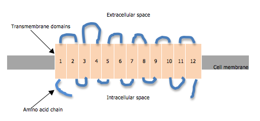 File:NET structure picture.png