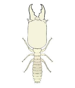 File:Neotermes insularis.jpg