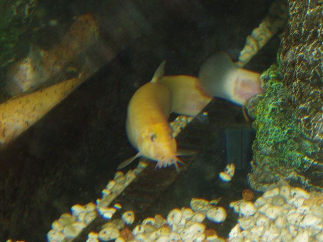 File:Orange loach.jpg