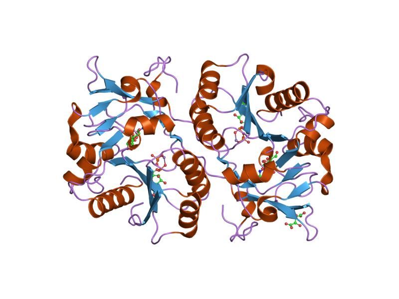 File:PDB 1v84 EBI.jpg