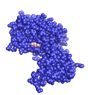 File:PTEN protein (space-filling model).png