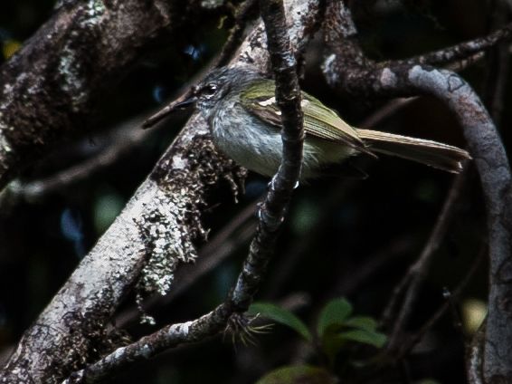 File:Phylloscartes nigrifons - Black-fronted Tyrannulet.jpg