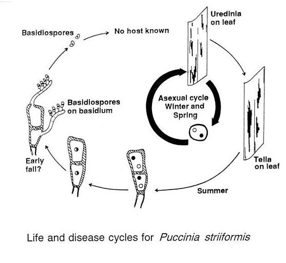 File:Pstriiformislifecycle.jpg