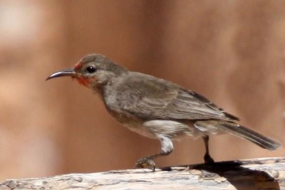 File:Red-headed Honeyeaterf.jpg