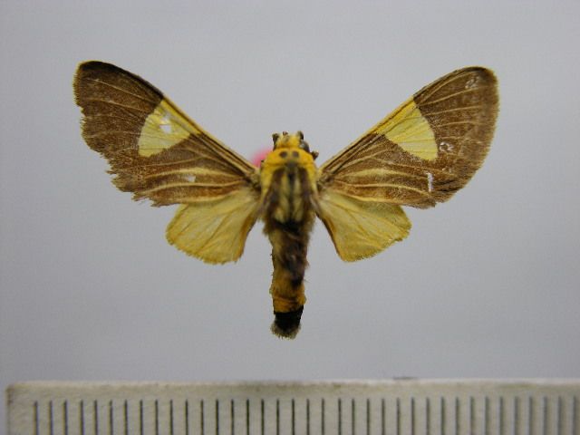 File:Rhipha luteoplaga.JPG