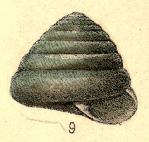 File:Sagda alveare shell.jpg