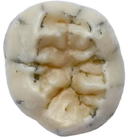 File:TNH2-1 Denisovan specimen.jpg