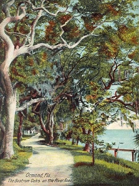 File:The Bostrom Oaks, Ormond, FL.jpg