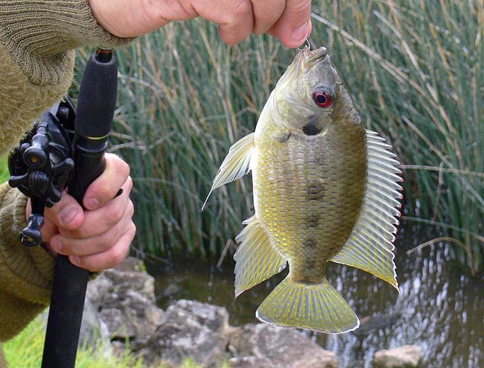 File:Tilapia mariae Australia.jpg