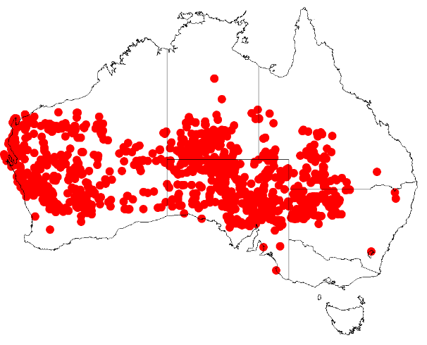 File:Acacia tetragonophyllaDistMap892.png