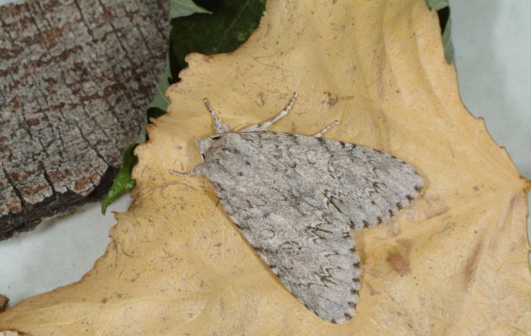 File:Acronicta americana.jpg