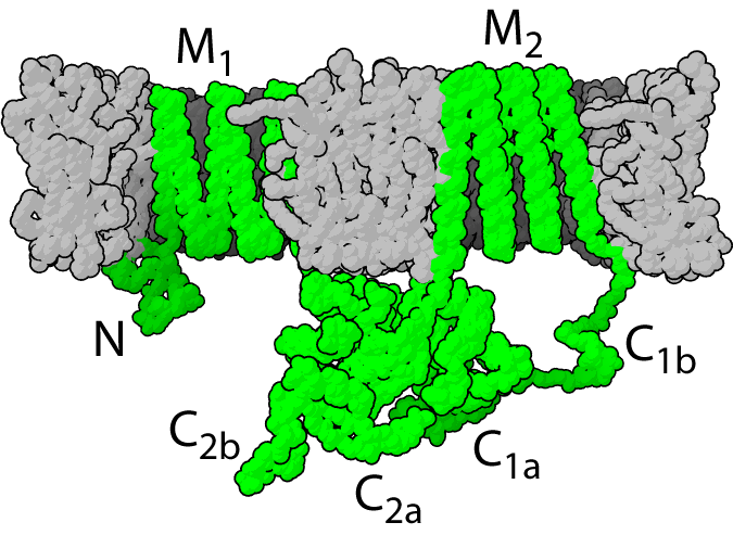 File:Adenylyl cyclase.png