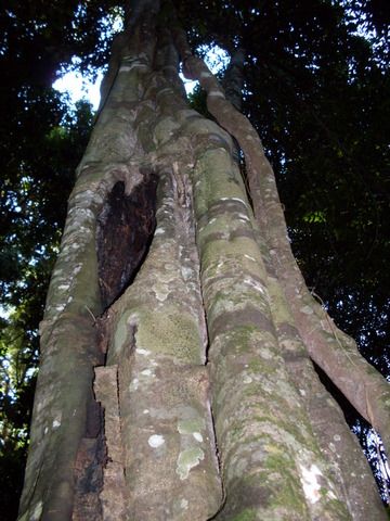 File:Alectryon subcinereus - Hacking River.JPG